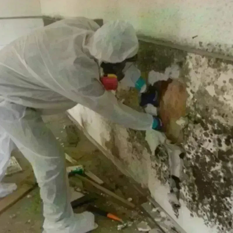 Mold Remediation and Removal in Turtle Creek, PA